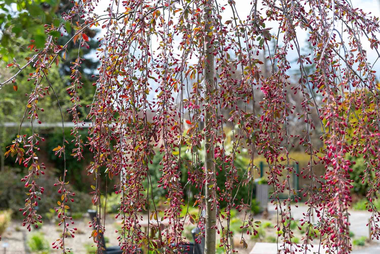 Trauerapfelbaum mit dünnen hängenden Ästen und kleinen roten Früchten