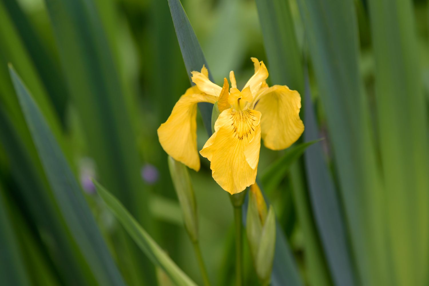Flor de íris bandeira amarela com pétalas amarelas e enroladas cercadas por folhas longas