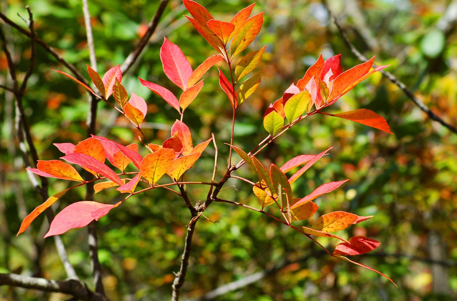 Folhagem de outono de sumagre venenoso em cores misturadas.