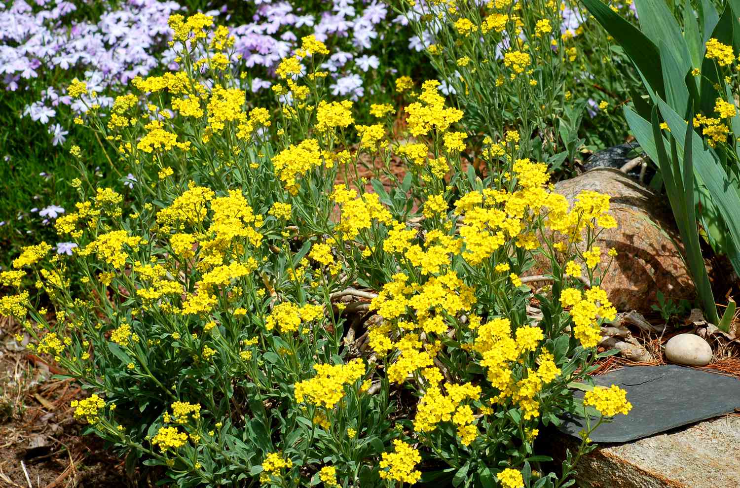 Yellow alyssum flowers amid phlox flowers and rocks.