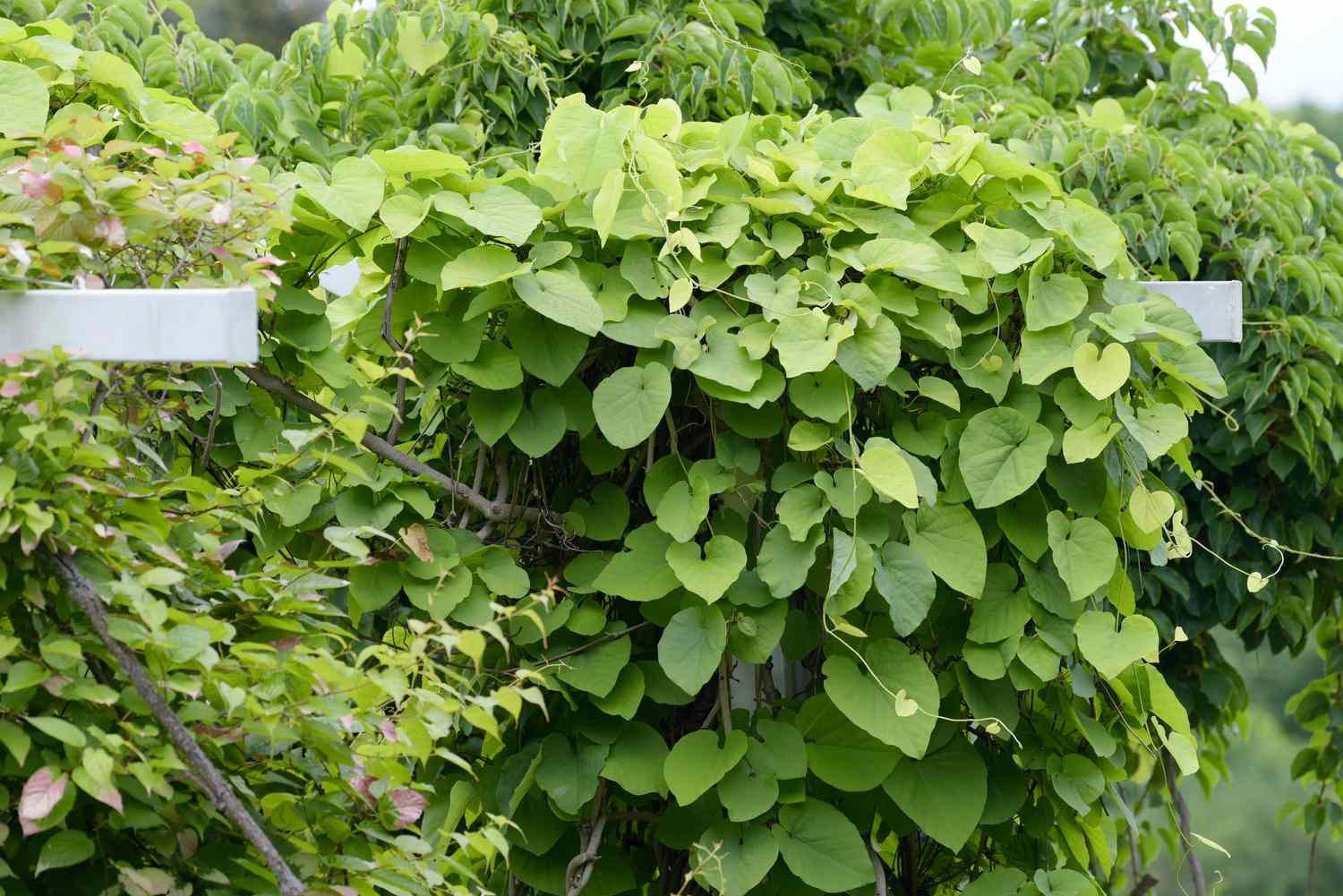 Cómo cultivar y cuidar la vid de pipa de holandés