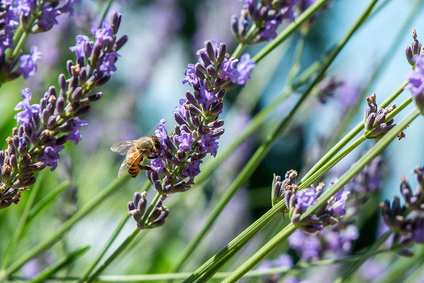 bee on a lavender bud