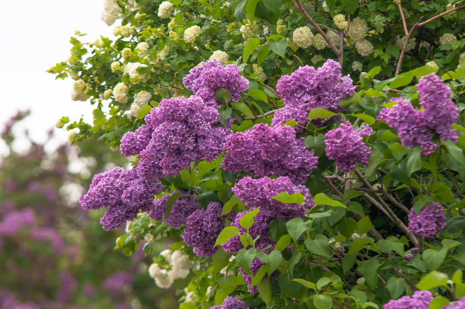 lilacs