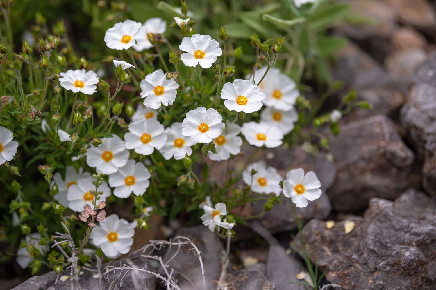 Arbusto de jara cubierto de pequeñas flores blancas con centros amarillos cerca de pequeñas rocas