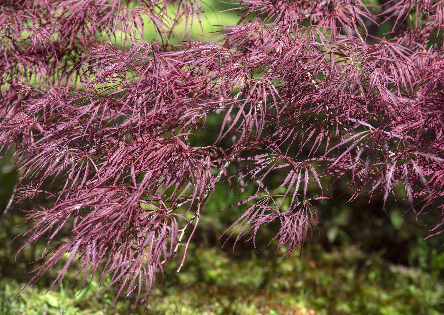 Arce japonés reina carmesí con puntiagudas hojas rojas en las ramas