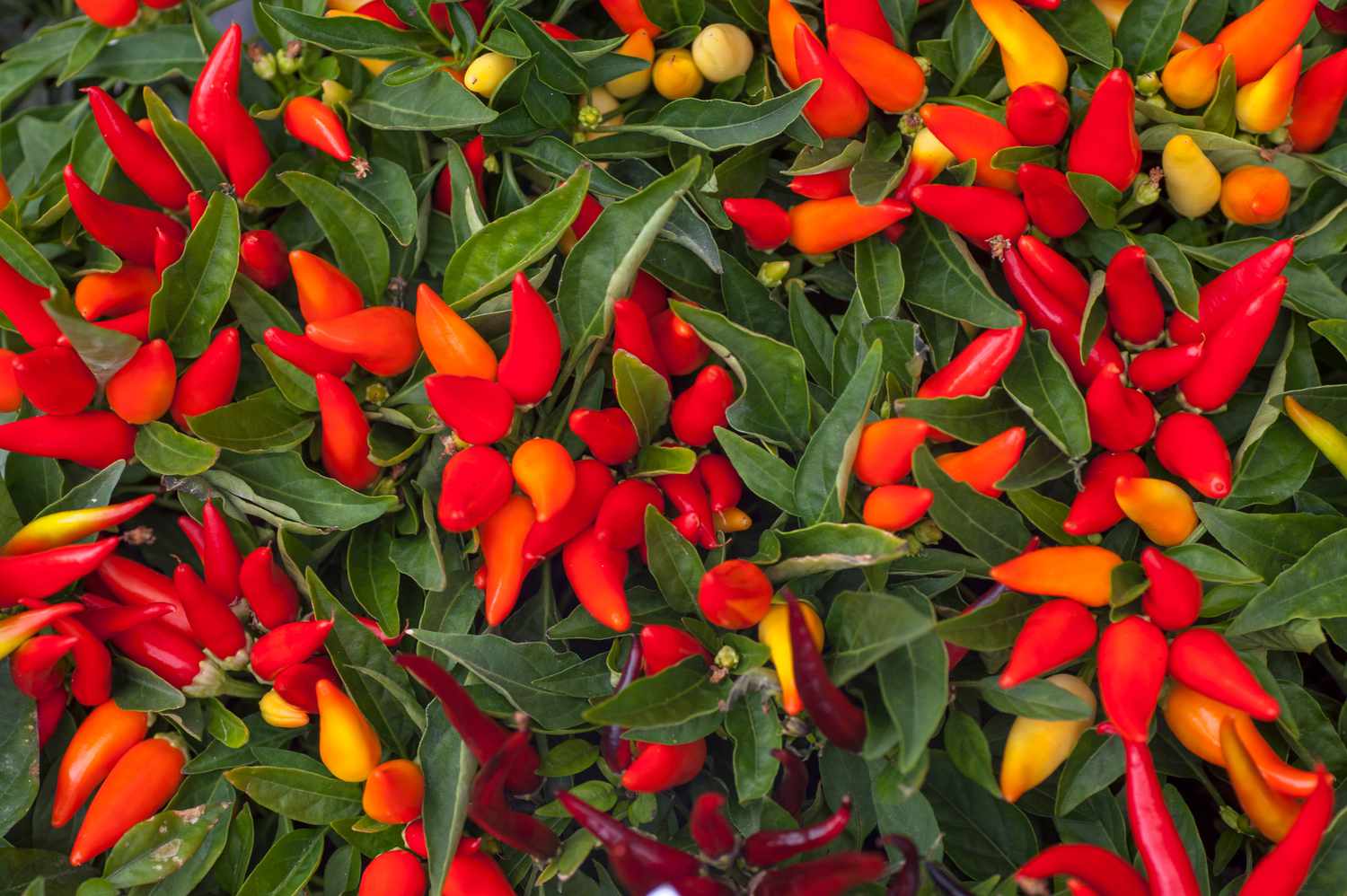 Planta de pimenta ornamental com pimentas vermelhas e laranjas pontiagudas agrupadas entre folhas longas
