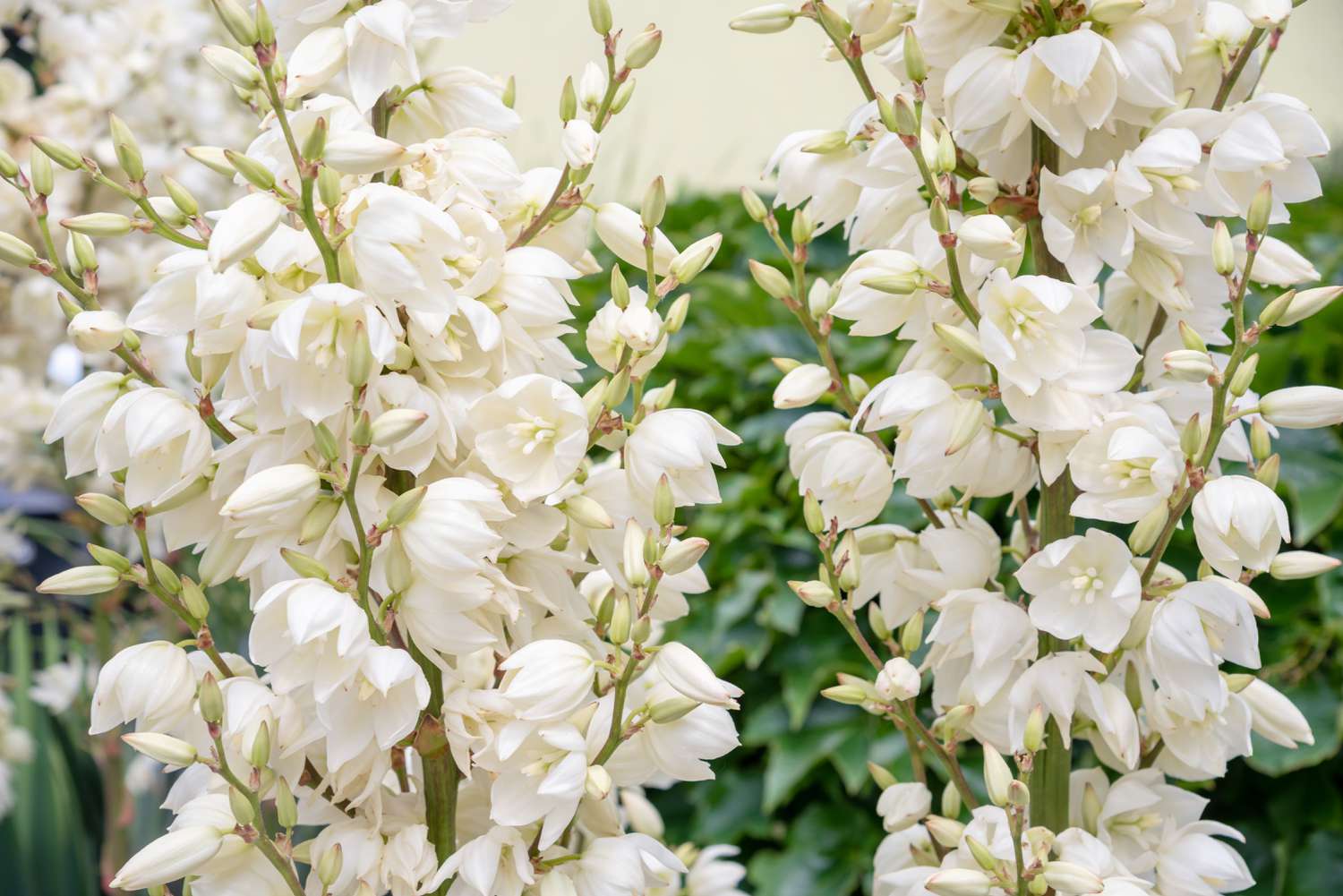 Adam's needle plant with white rosette-shaped flowers growing on stems