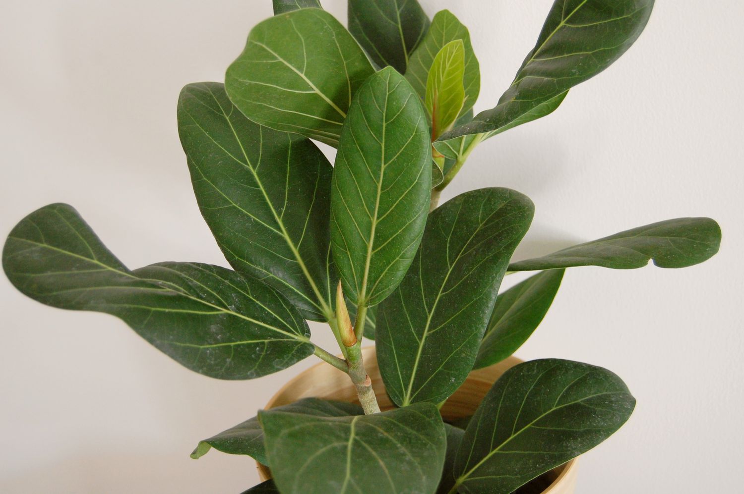 Close up of the green oval leaves of a ficus Audrey in a light wood planter.