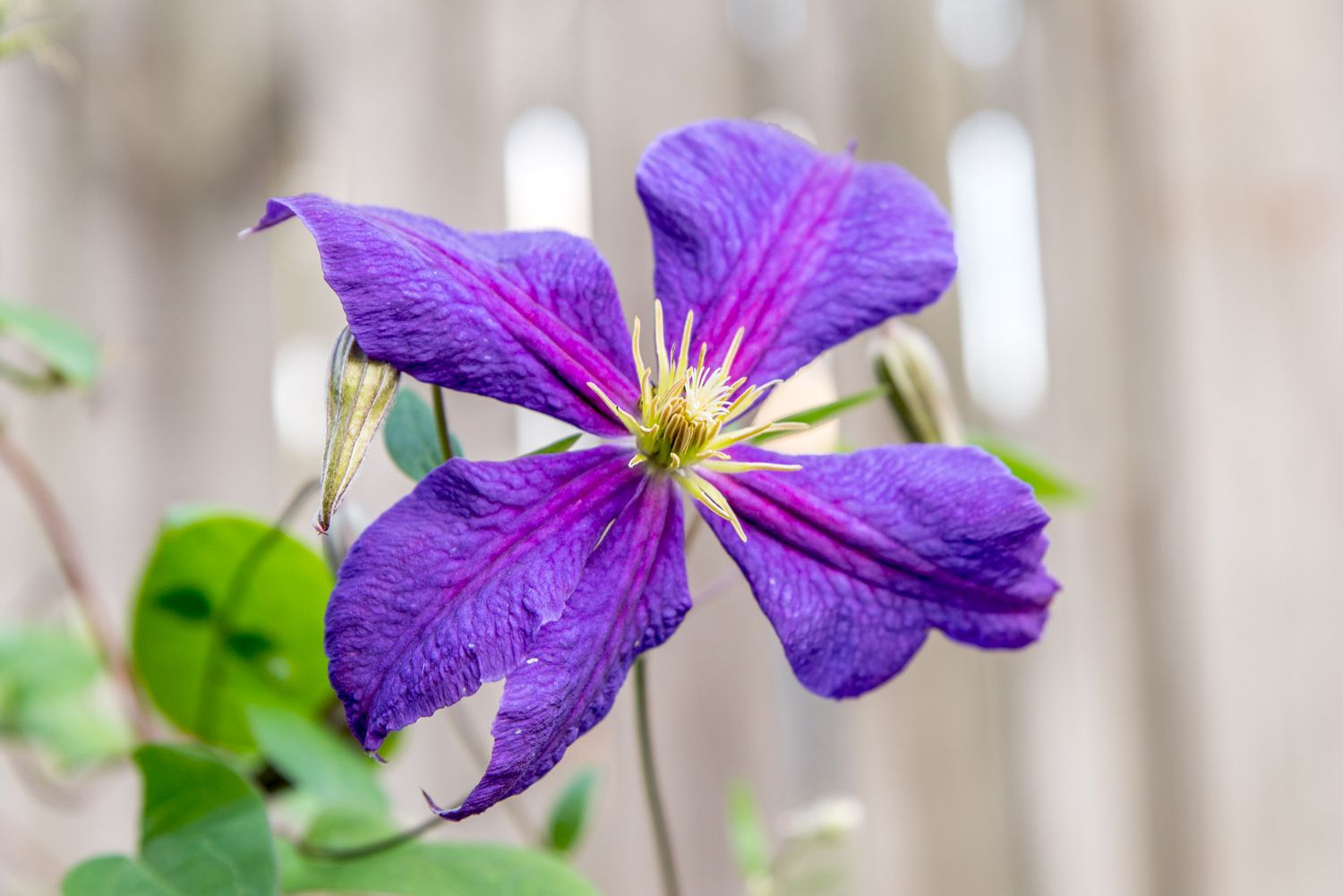 Como cultivar e cuidar da Clematis de Jackman