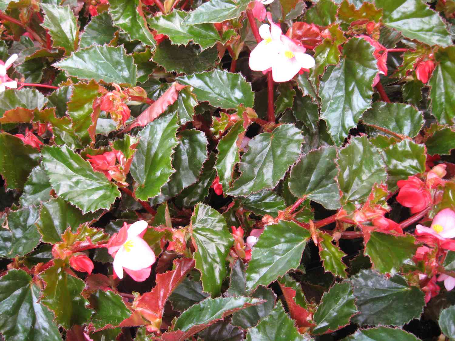 Plantas de begonia de sol en grupo.