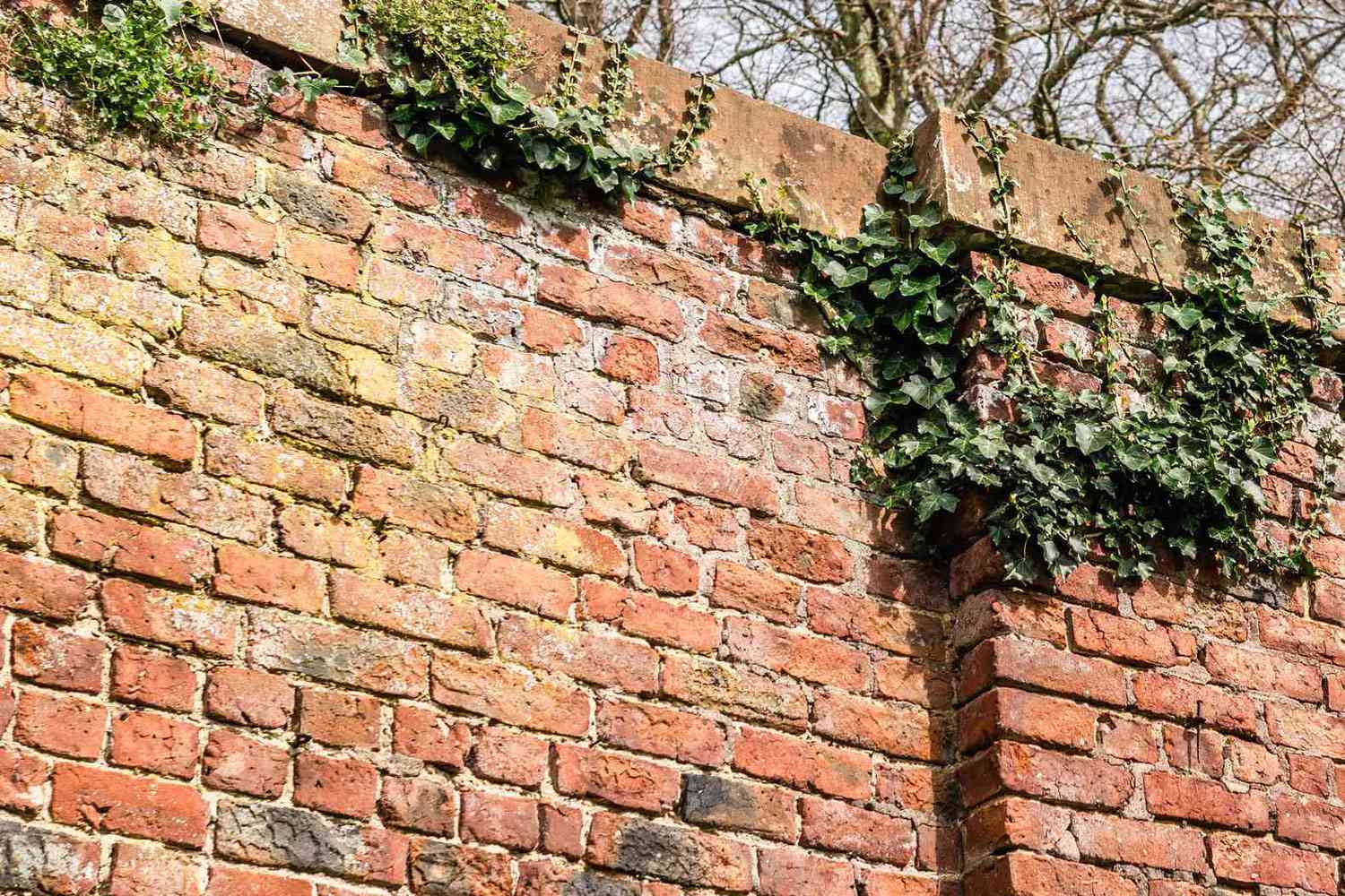 English ivy vines climbing brick fence