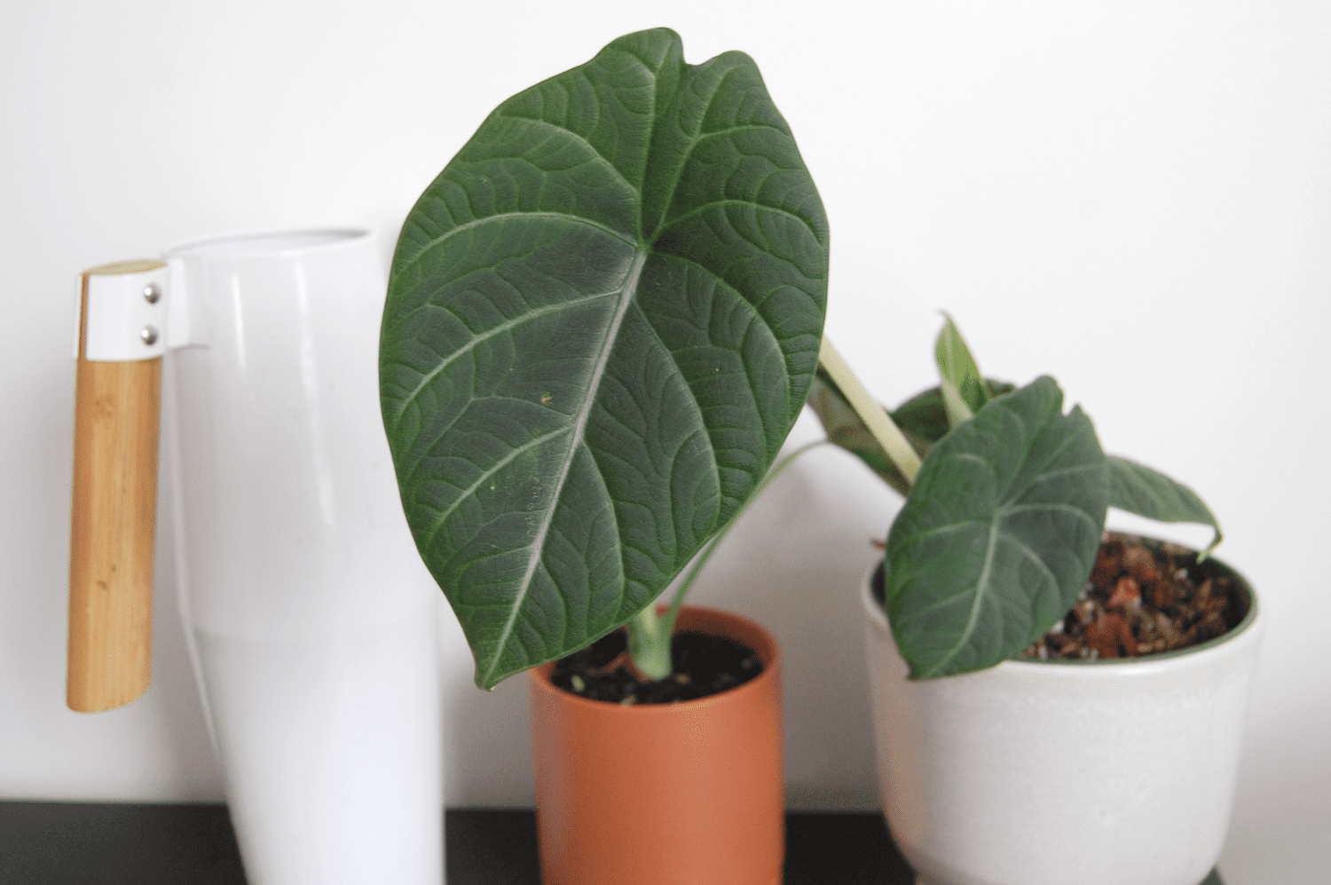 Foto de uma planta Alocasia maharani em um vaso branco com um vaso de terracota ao lado e um regador branco.