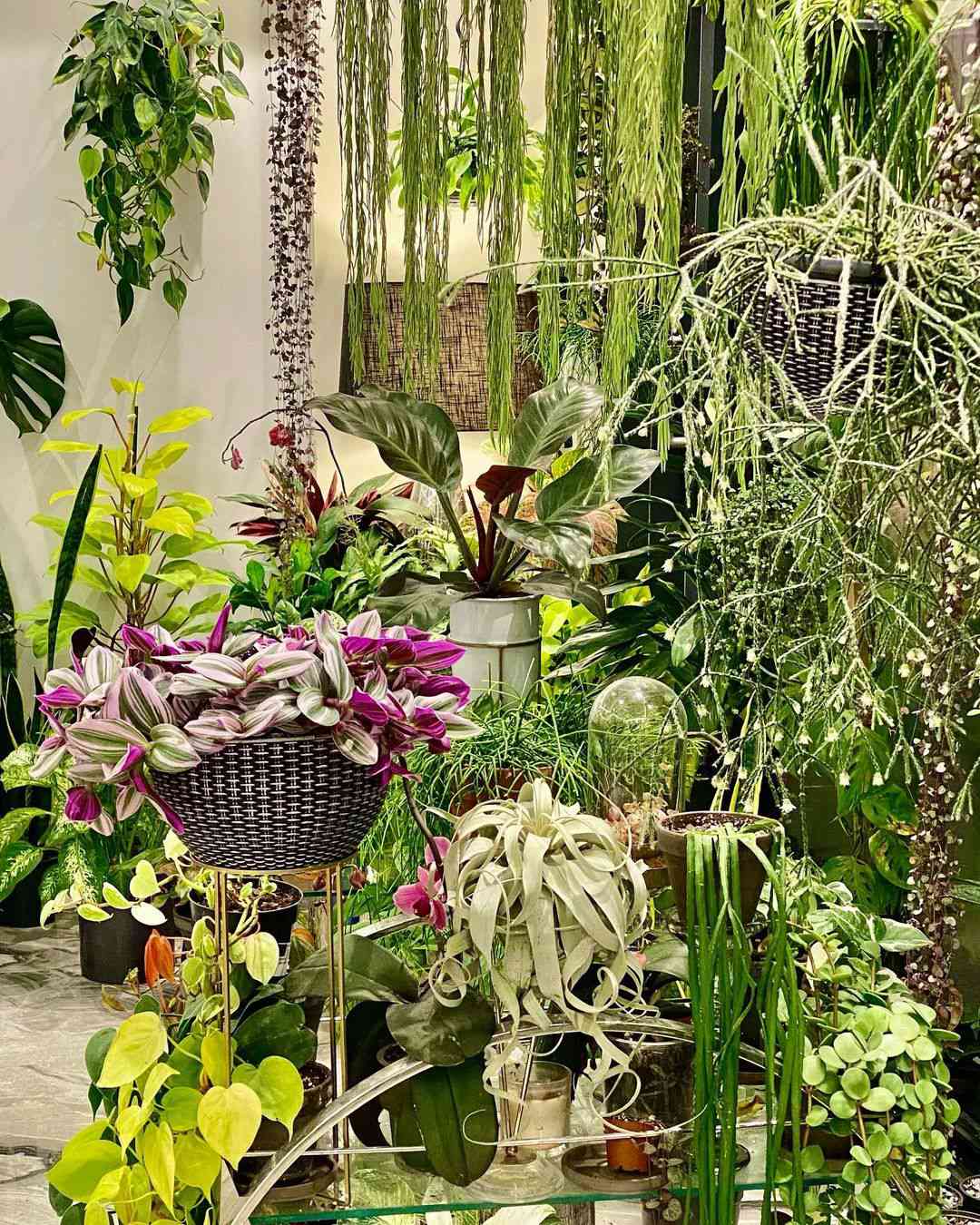 Lush indoor tropical garden