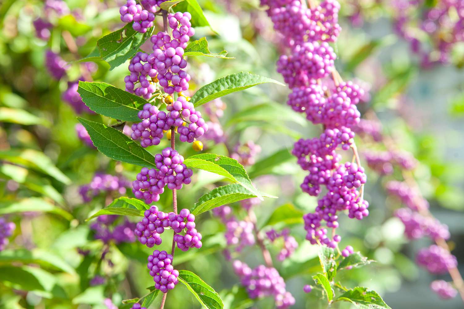 Japanische Schönheitsbeeren, bedeckt mit Büscheln von leuchtend violetten Beeren