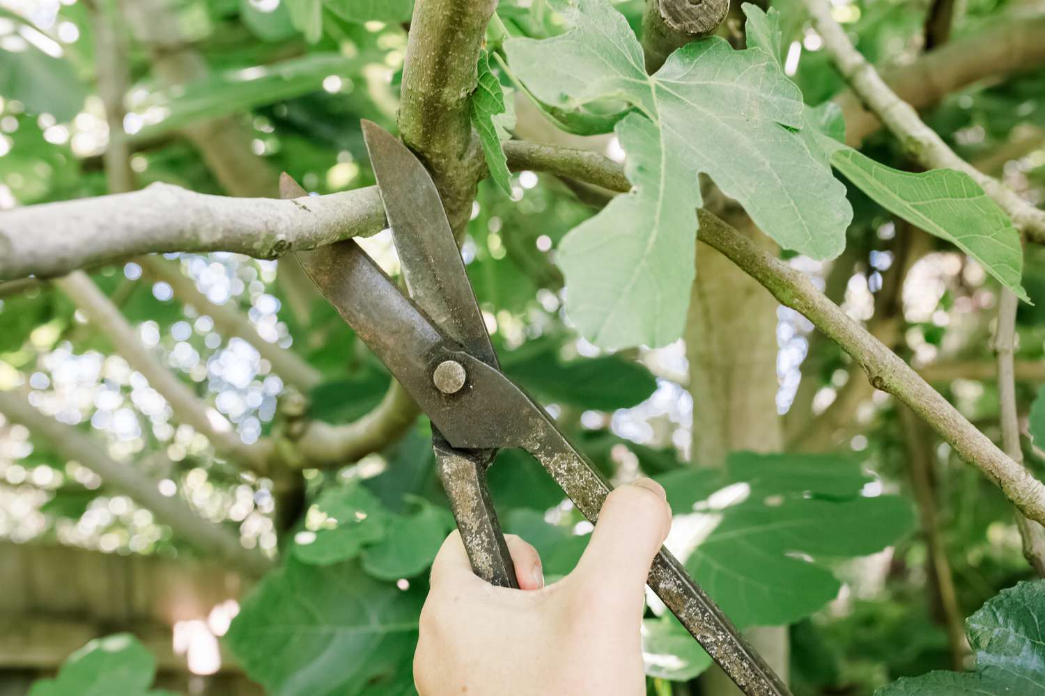 closeup showing fig tree pruners