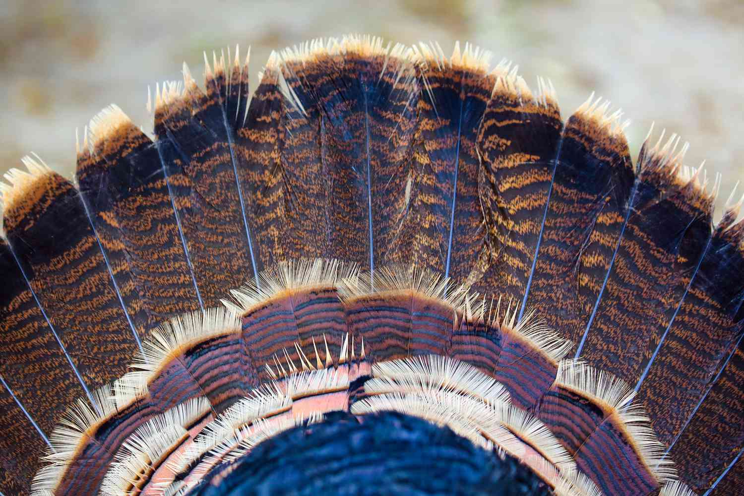 Wild turkey tail feathers closeup
