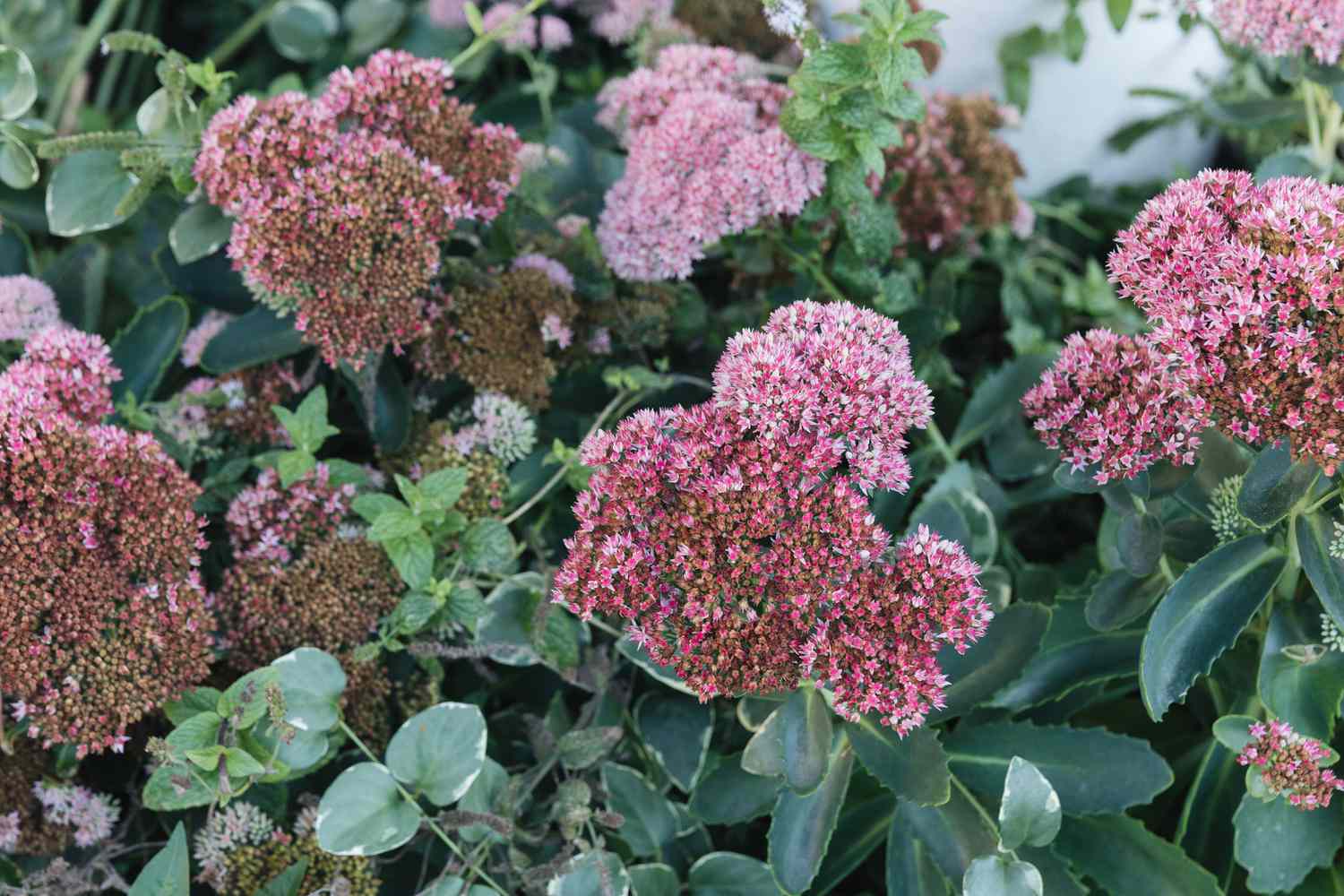 Comment cultiver et prendre soin de Autumn Joy Stonecrop