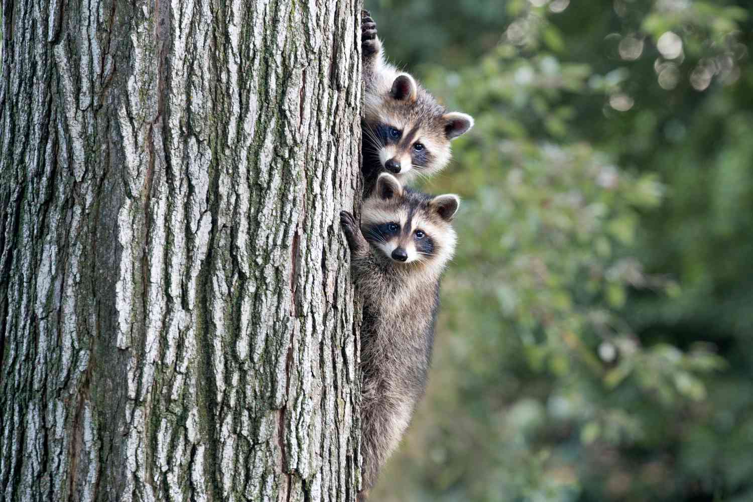 Deux ratons laveurs ont utilisé leurs griffes acérées pour escalader l'écorce d'un grand arbre.