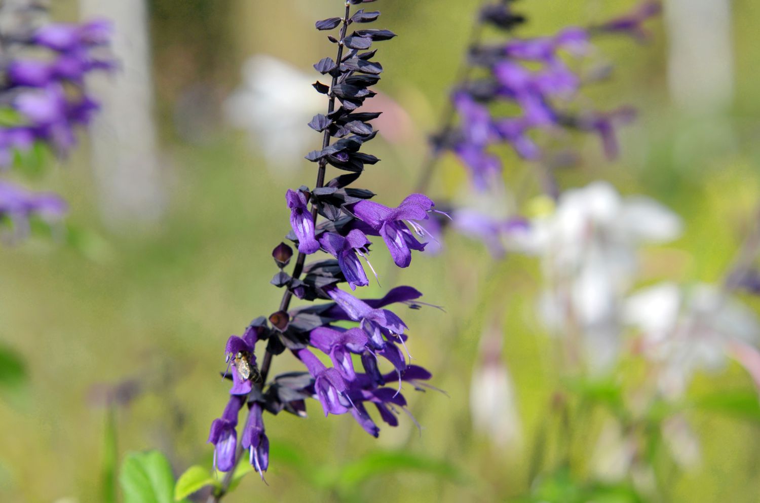 Salvia-Blüten mit violetten röhrenförmigen Schalen auf dünnem Stiel zur Anlockung von Kolibris