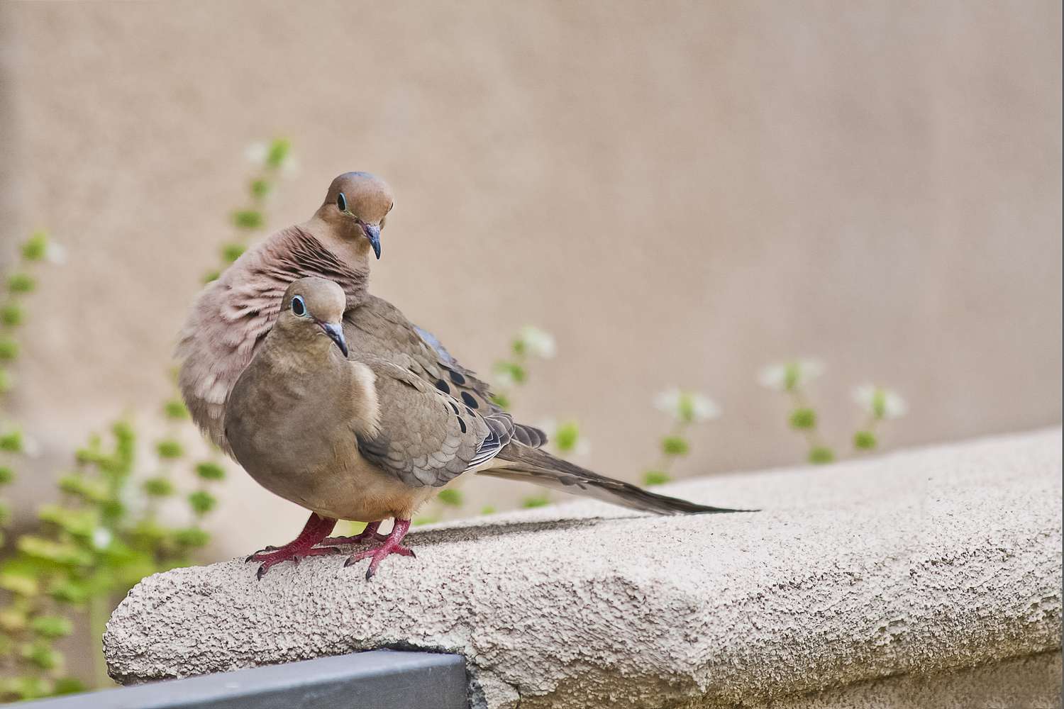 par de pombas de luto