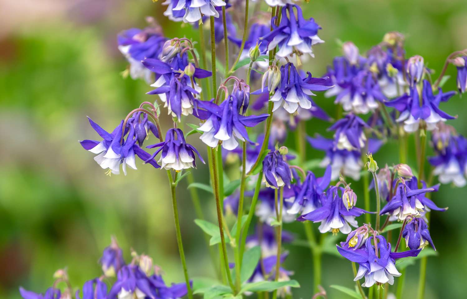 Akelei mit lila und weißen Blüten, die an dünnen Stielen hängen