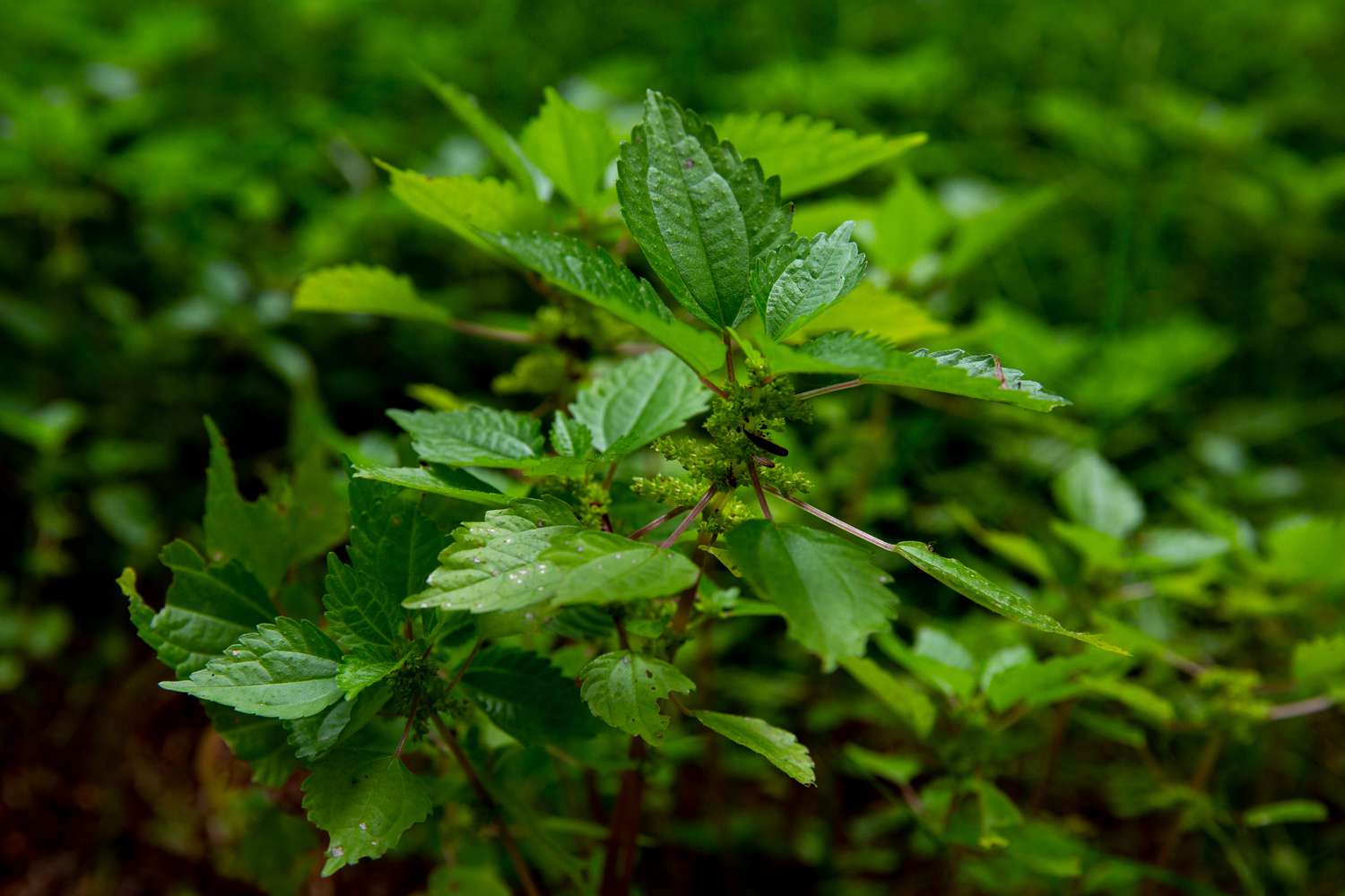 stinging nettle