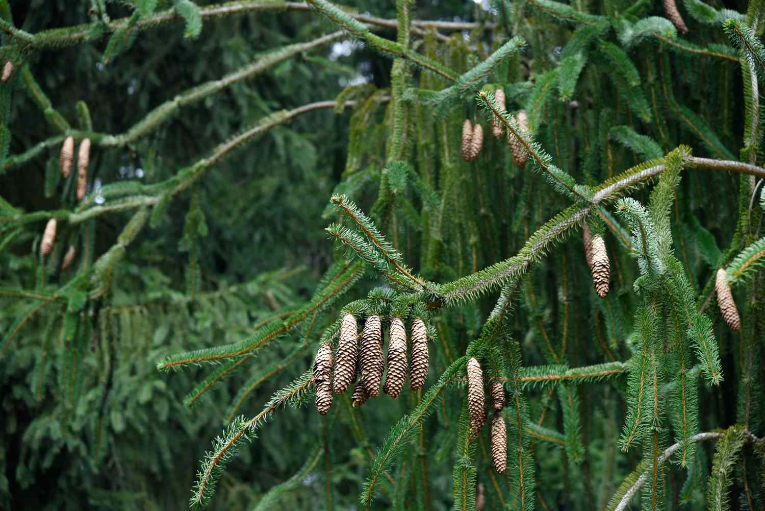 Trauerfichte mit langen Zweigen, an denen lange Tannenzapfen hängen, und kurzen, immergrünen Nadeln