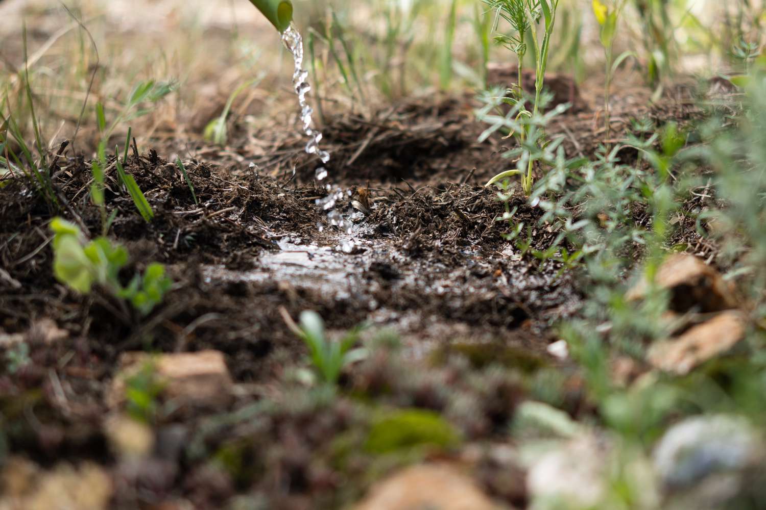 Se vierte agua sobre la zona de tierra para plantar musgo