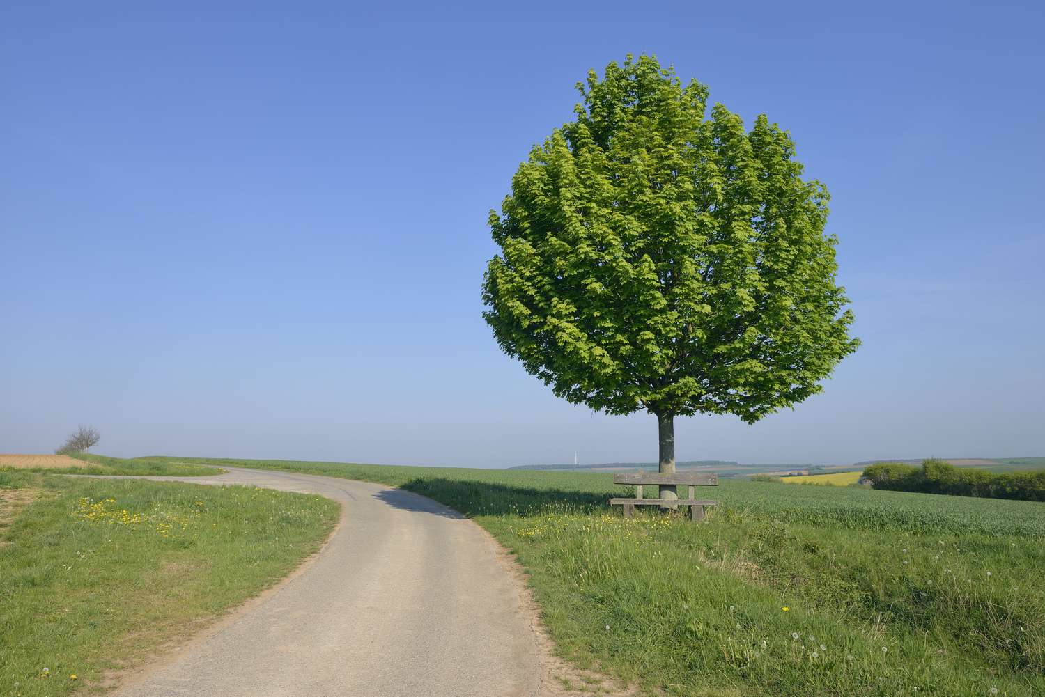 Ländliche Straße mit Einsamkeitsbaum mit Bank (Acer platanoides / Spitzahorn).