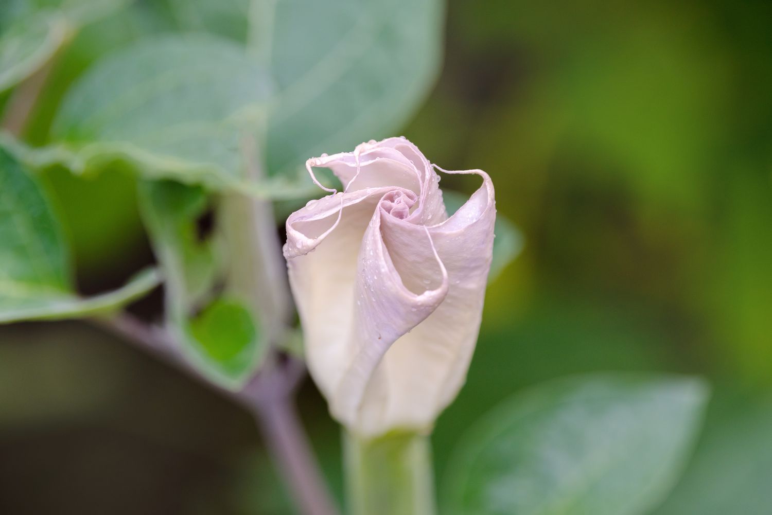 Planta de trombeta de anjo com flor rosa claro desabrochando em close-up