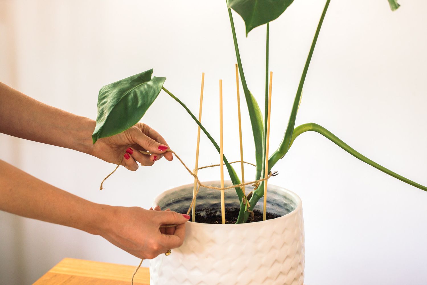 Multiple bamboo stakes tied around houseplant to make cage support