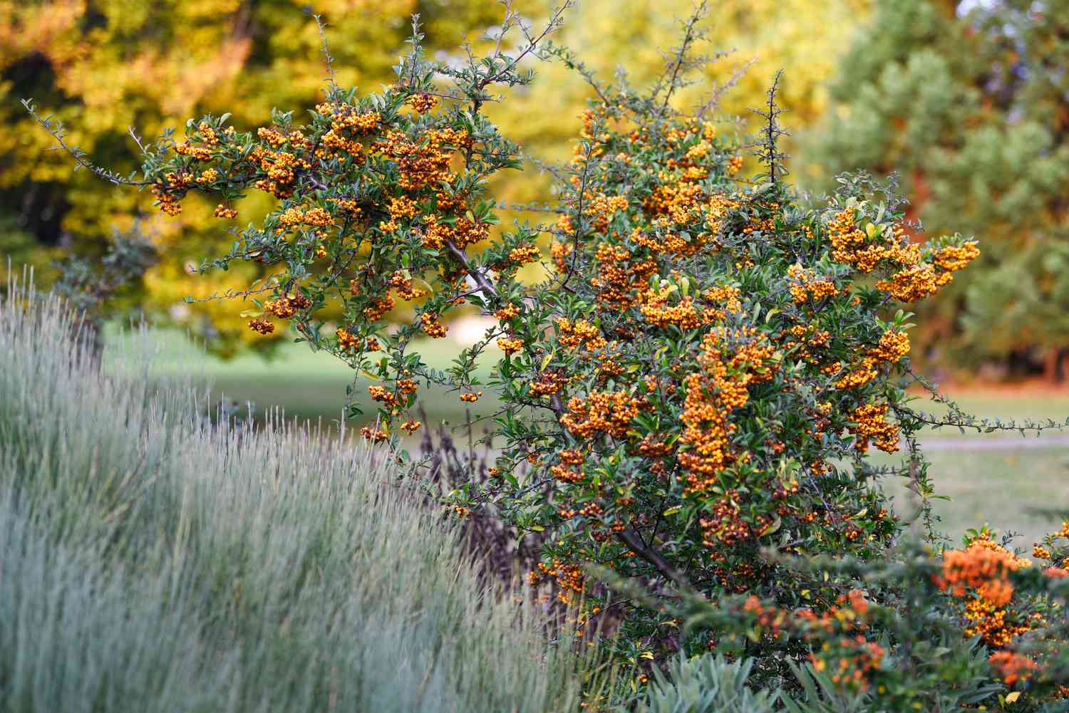 Arbuste d'épine-vinette avec des grappes de baies orange-doré sur les branches