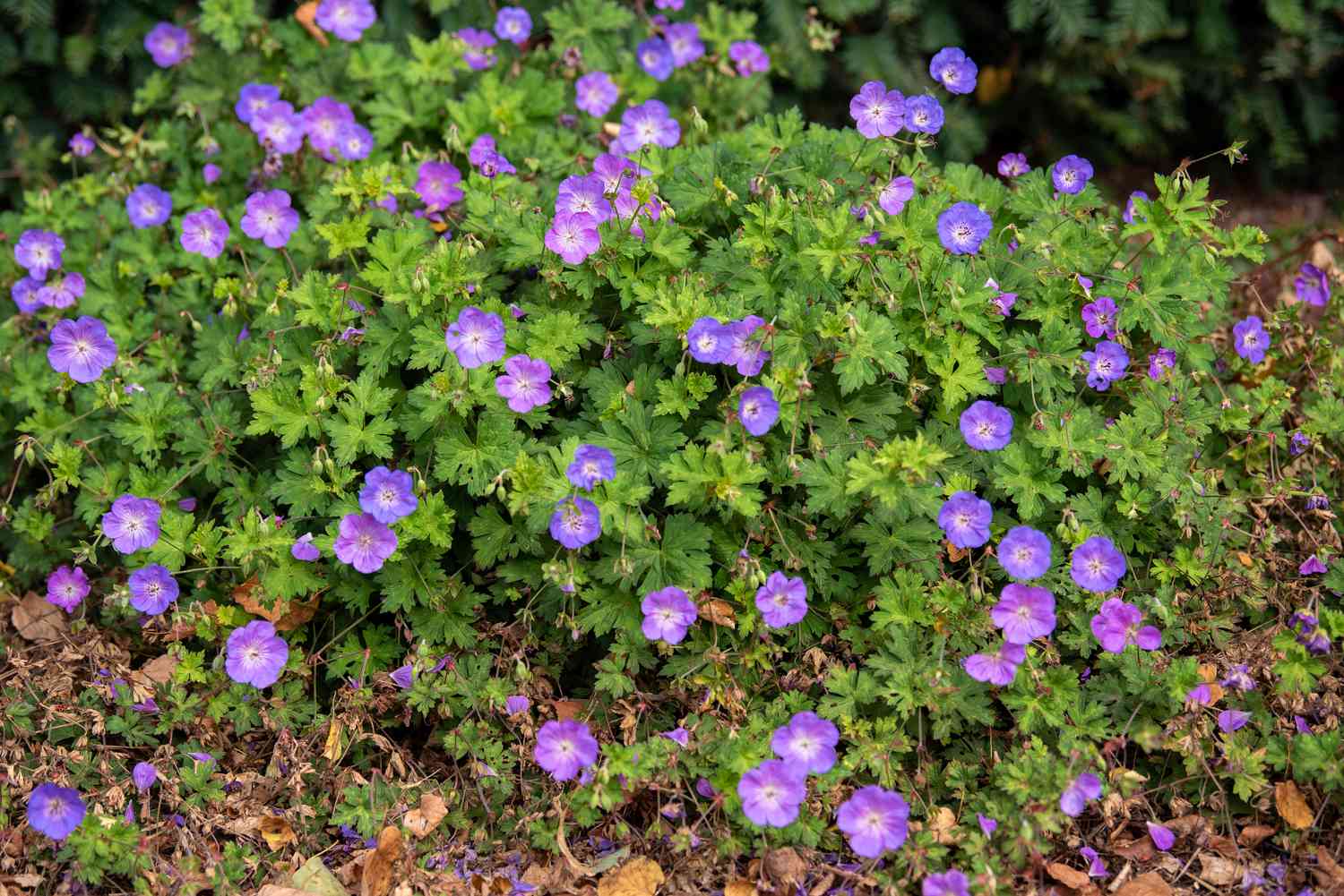 Arbusto geranio Hardy con pequeñas flores redondas y moradas