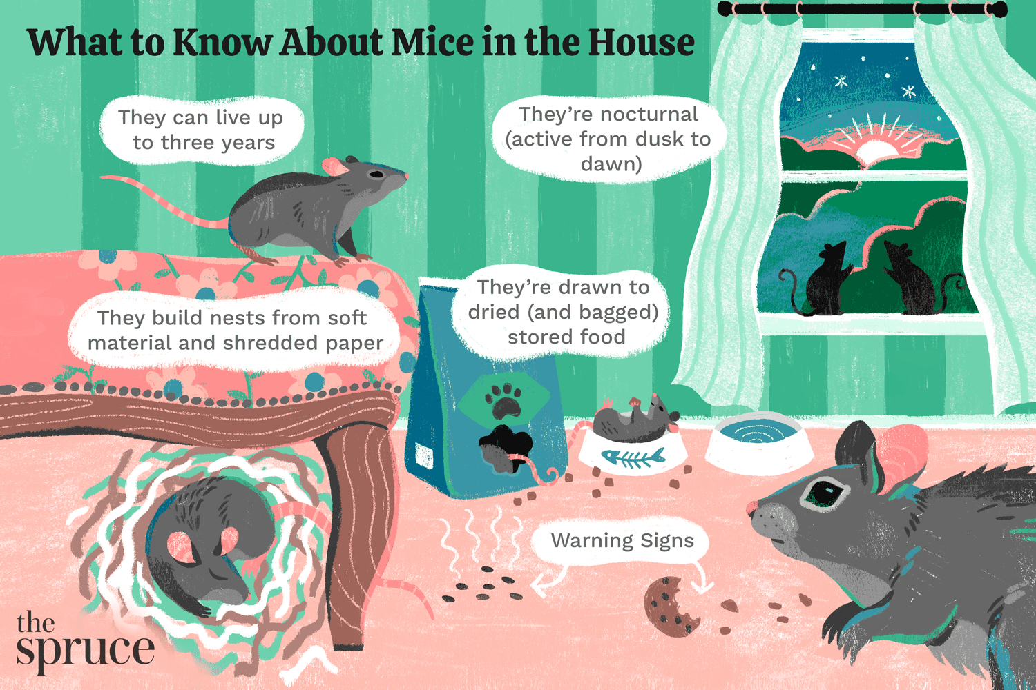 Lo que hay que saber sobre los ratones en casa