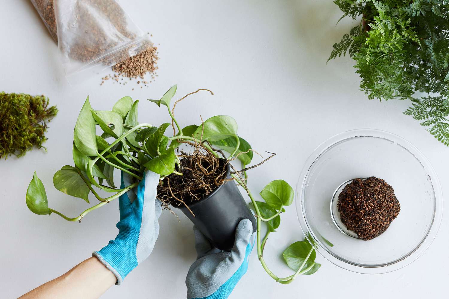 Pothos-Pflanze zur Vorbereitung der Wurzeln aus dem Plastikbehälter genommen