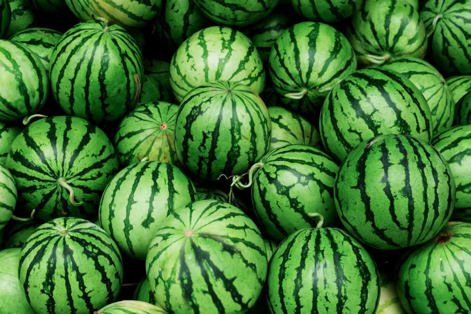 Ein Haufen ganzer Wassermelonenfrüchte