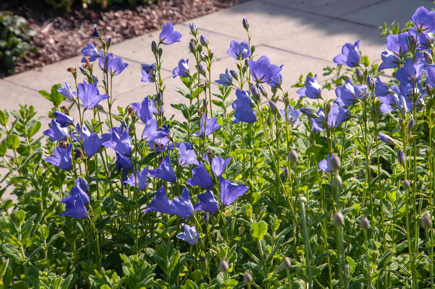  Pfirsichblättrige Glockenblumen in Gehwegnähe mit violetten Blüten