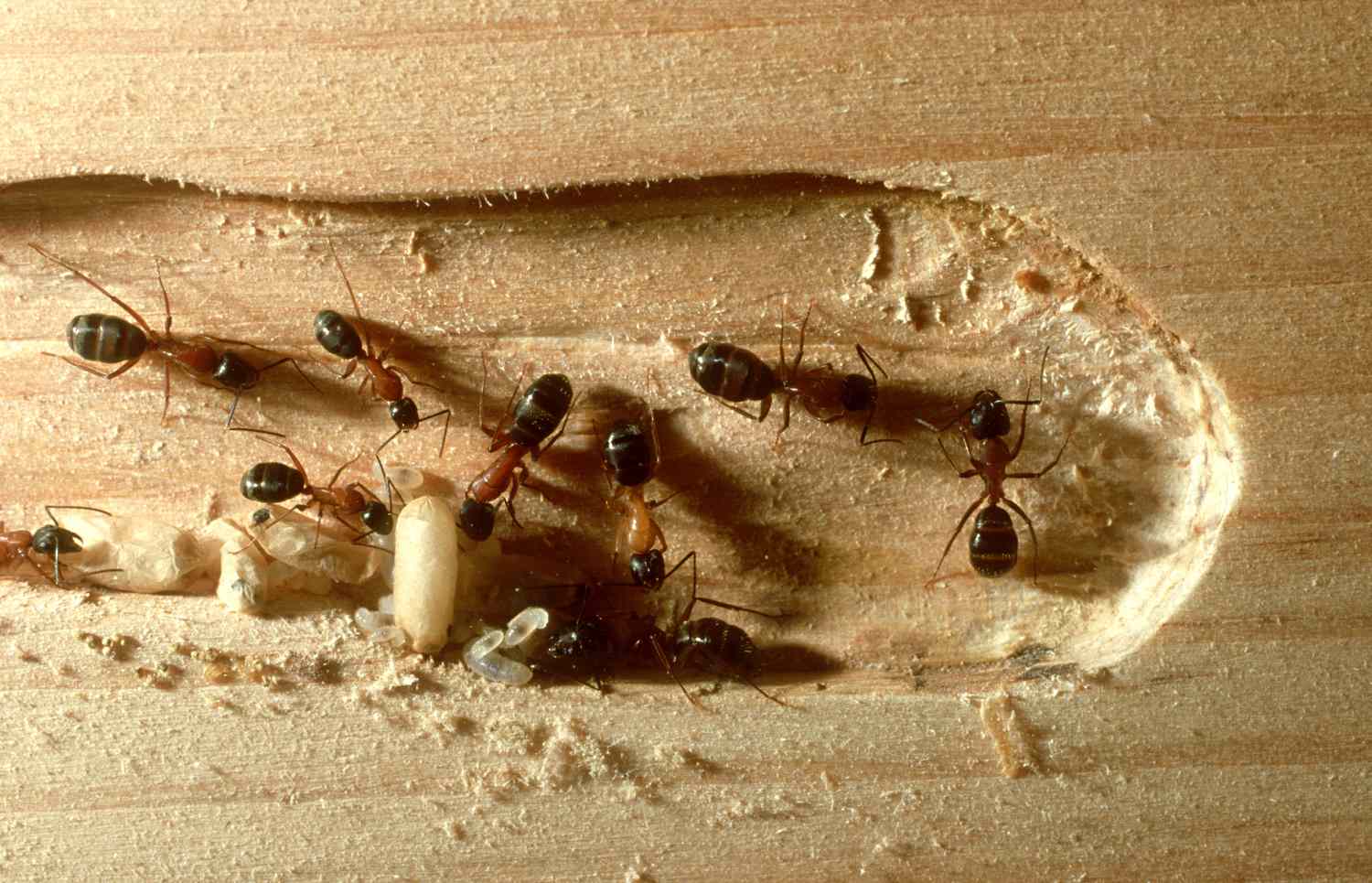 carpenter ants: camponotus laevigatus impact on wood san f rancisco, ca, usa 