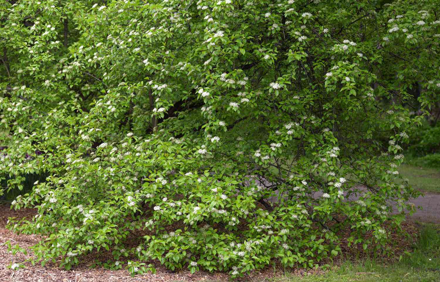 Arbusto de viburnum Blackhaw com folhas verdes brilhantes e flores brancas