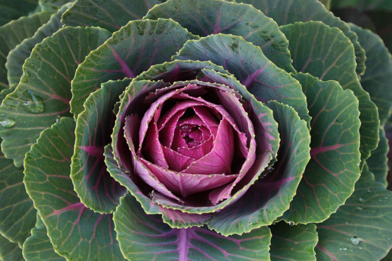 'Tokyo Pink' ornamental cabbage with pink center