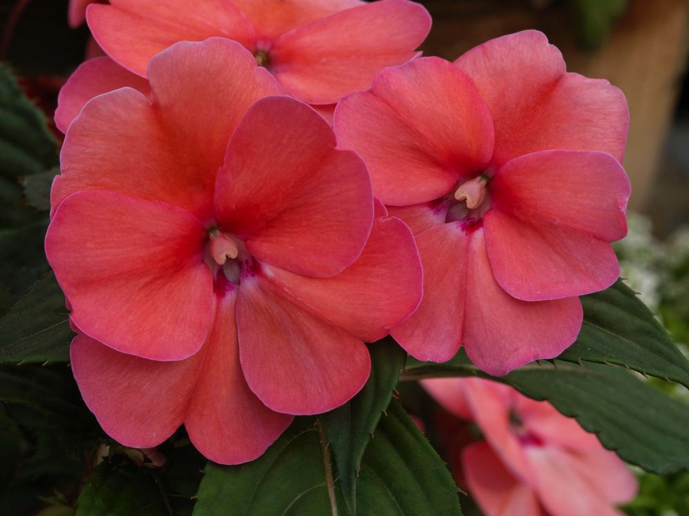 'Compact Pink' impatiens com flores rosa