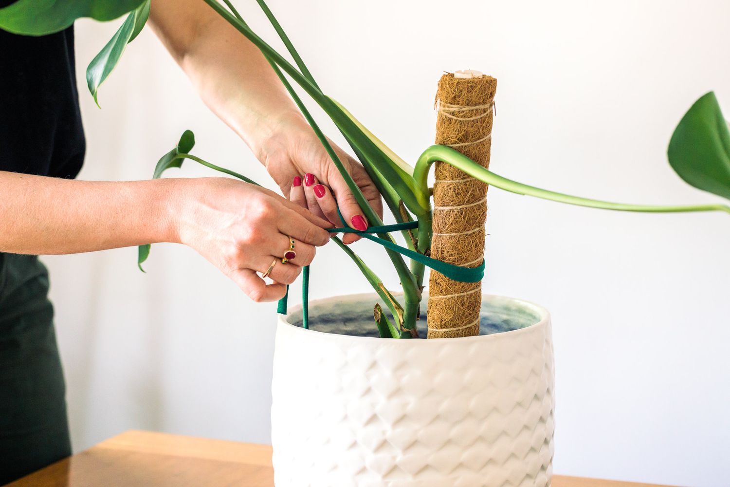 Zimmerpflanze mit Nylonbändern am Moospfahl befestigt
