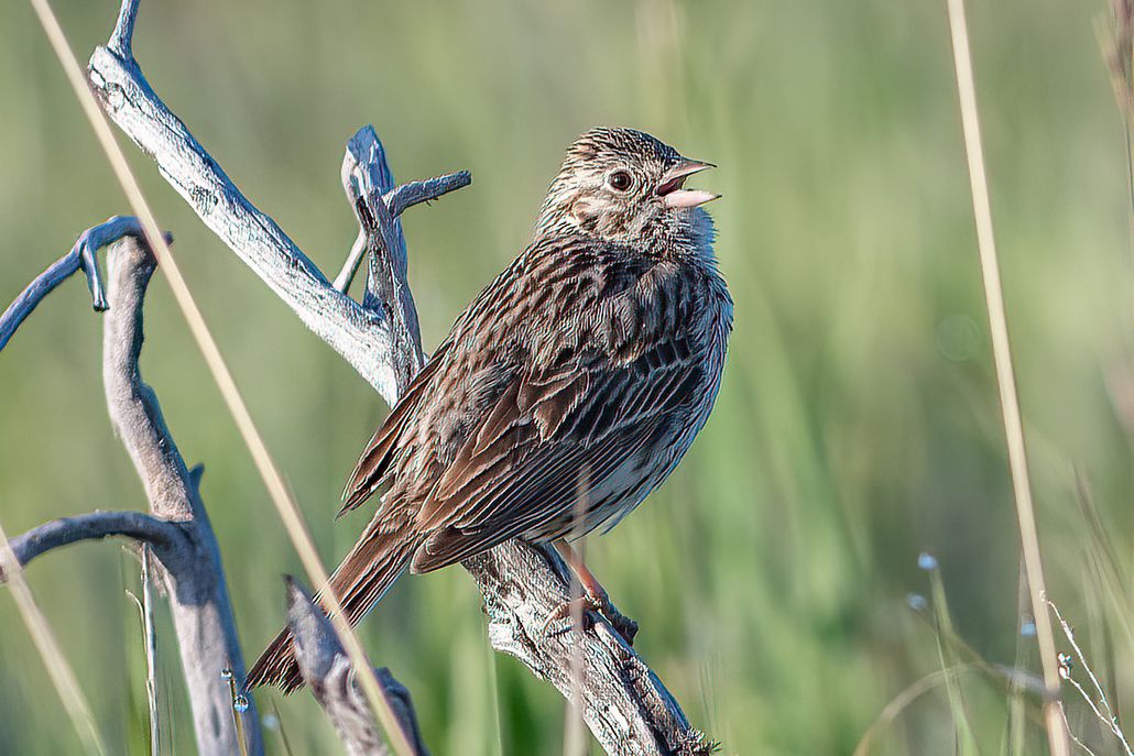 Vesper sparrow sitting on branch and chirping