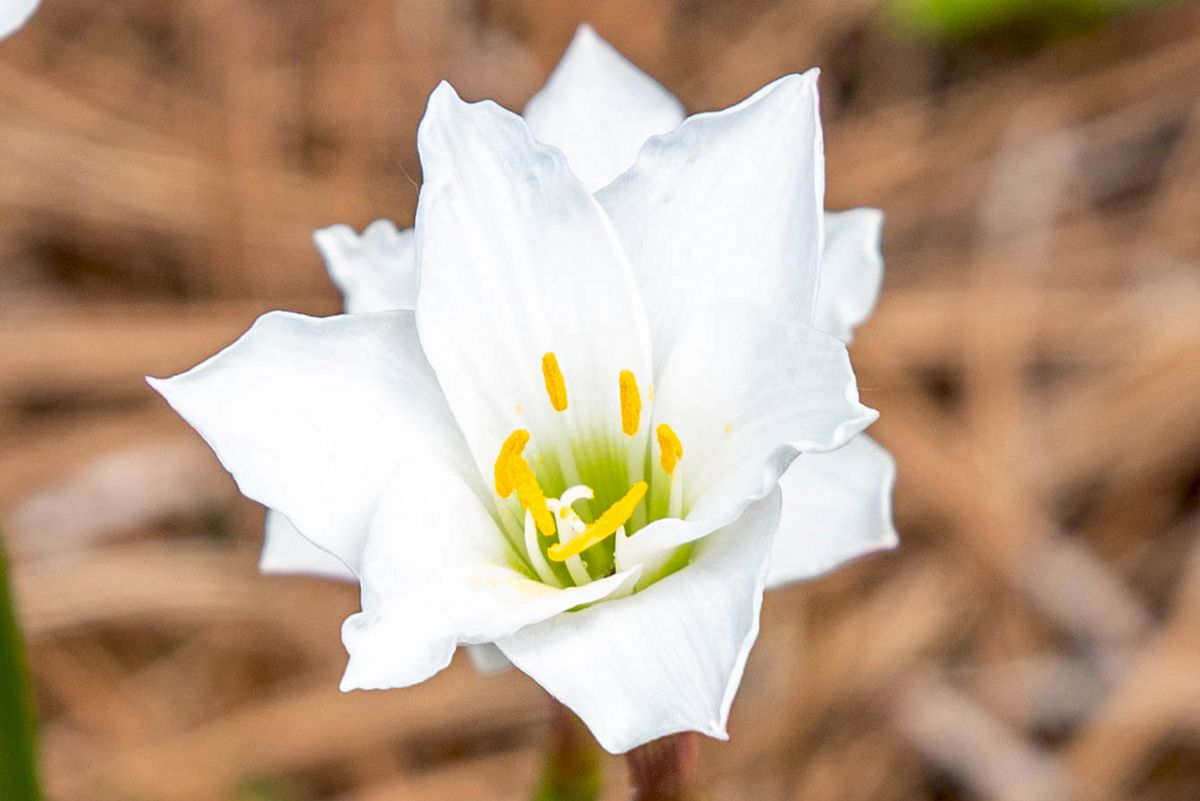 Regenlilienblüte mit weißen Blütenblättern und gelben Staubbeuteln in Nahaufnahme