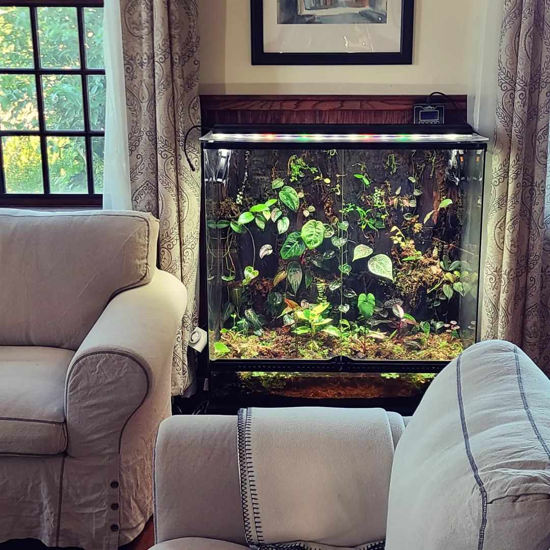 Ein mit Pflanzen gefülltes Fischbecken in einem Wohnzimmer