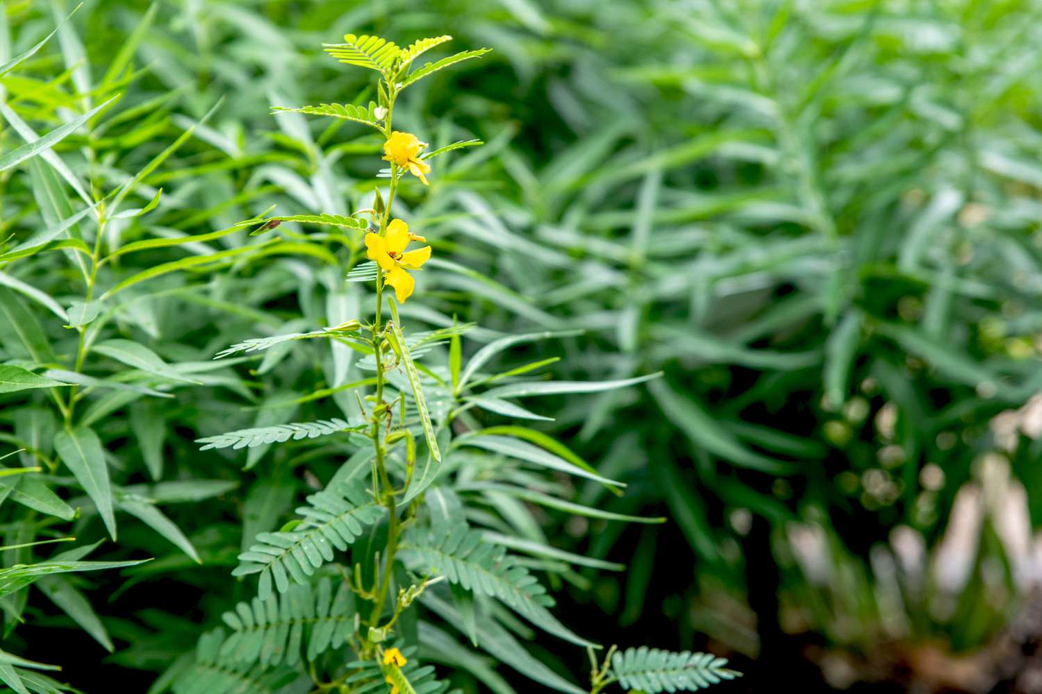 Partridge pea plant with thin stem, small feathery leaves and yellow flowers