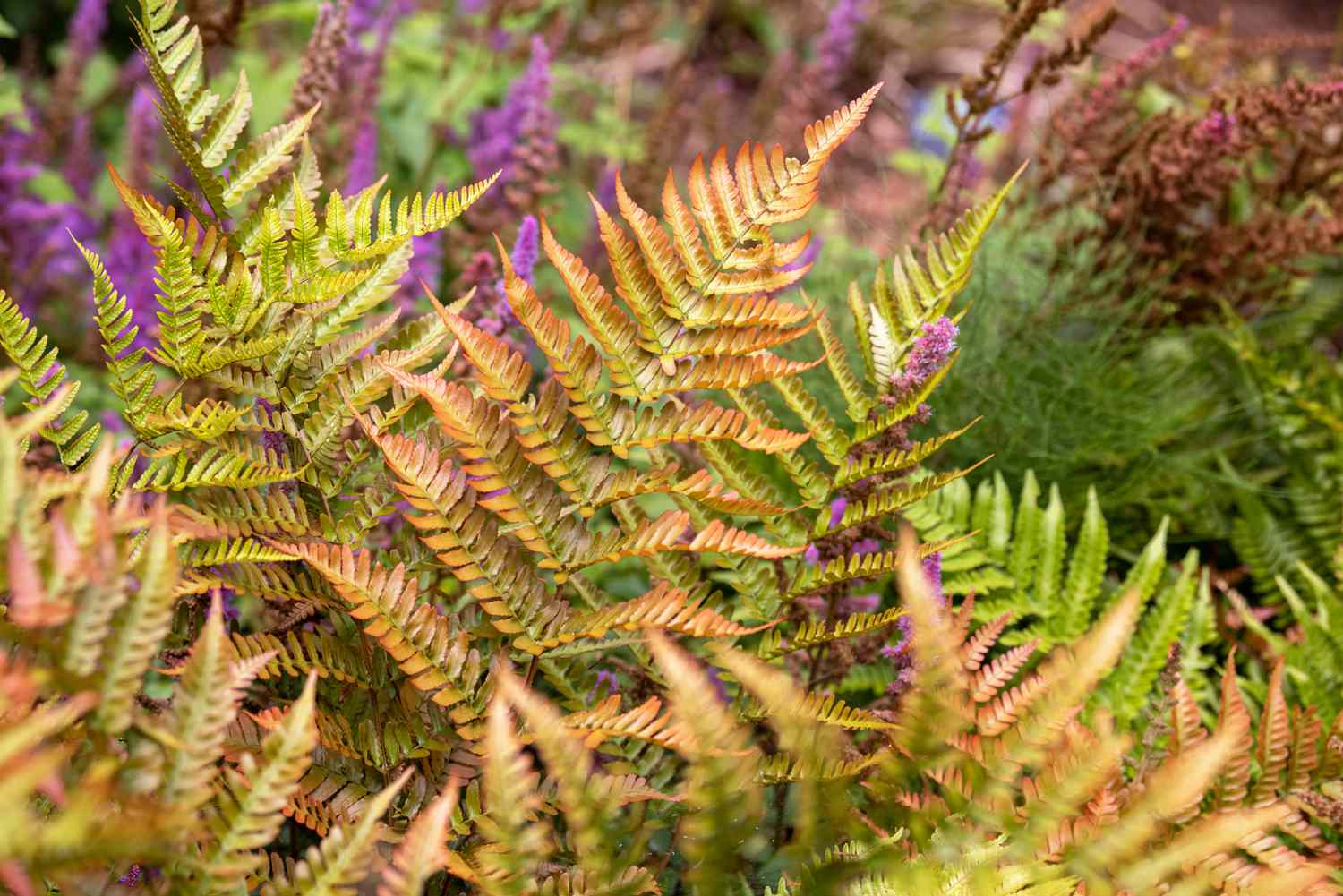 Planta de samambaia de outono com frondes verde-cobre agrupadas no jardim