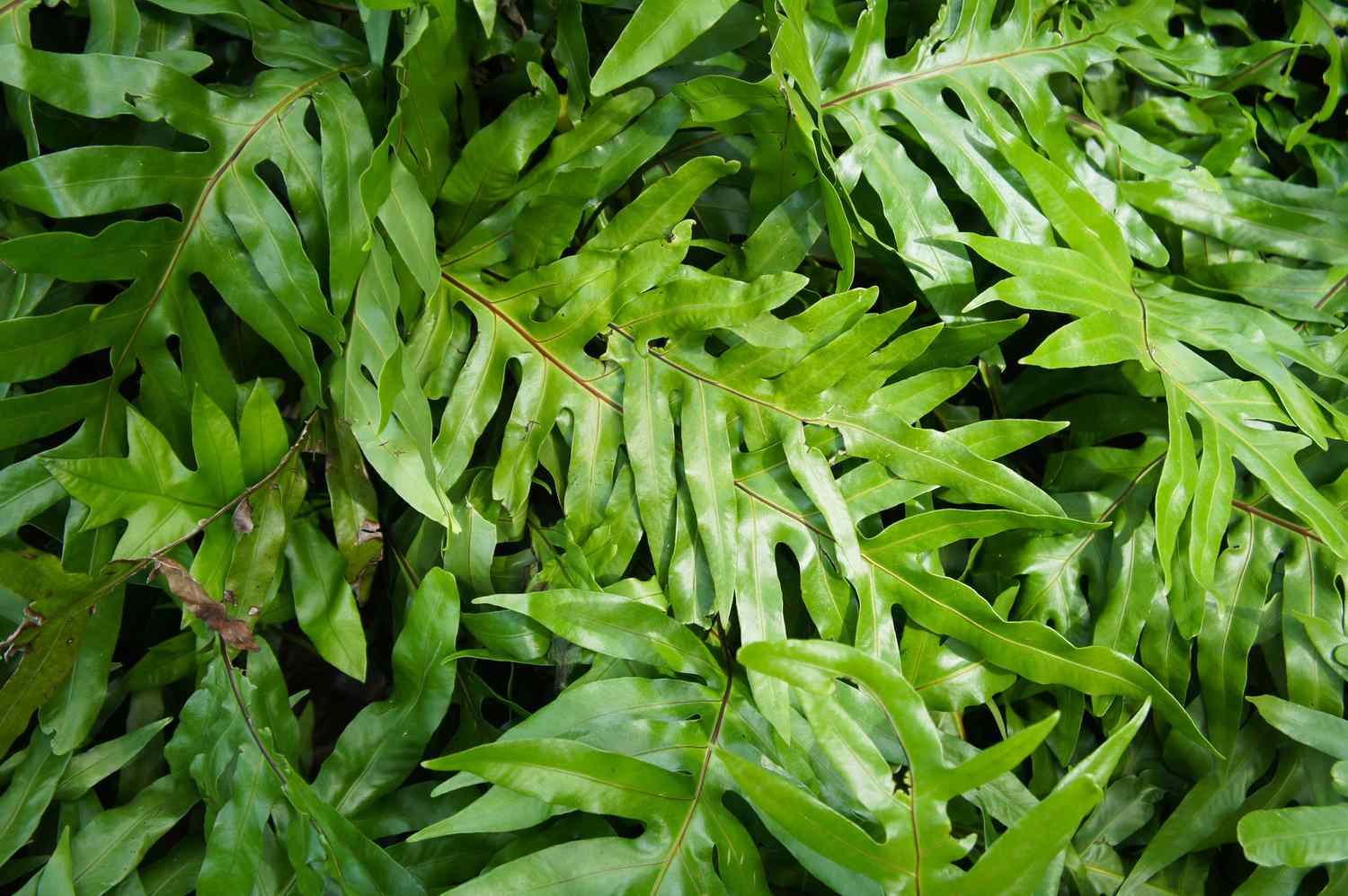 Close up of Kangaroo fern leaves