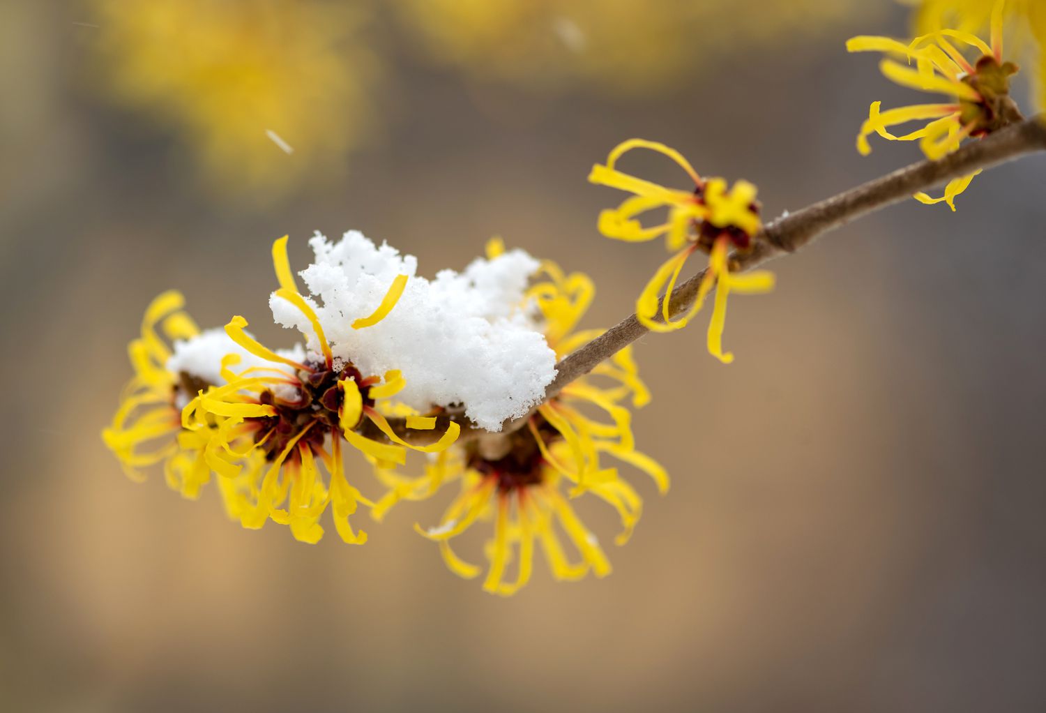 Zaubernuss mit kleinen gelben Blüten, bedeckt mit Schnee, Nahaufnahme