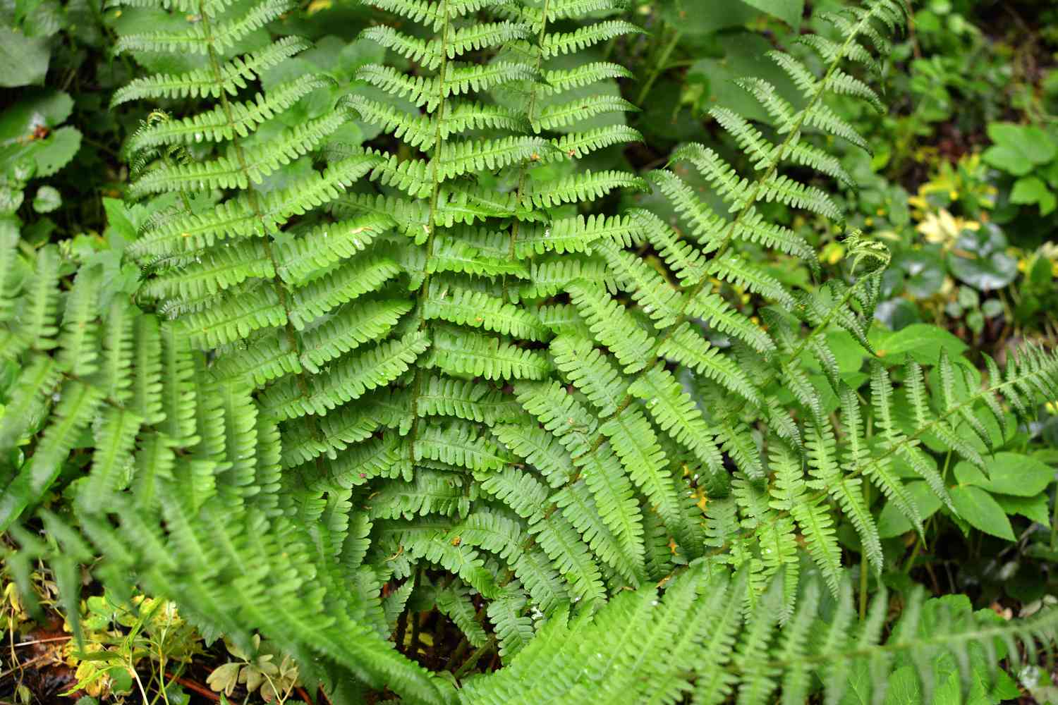 Male fern close up in a forest